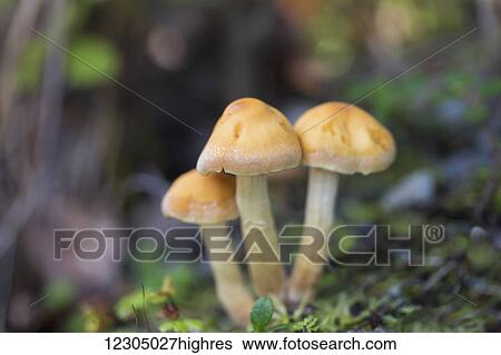 Close up of wild mushrooms in a forest, Palmer, Southcentral Alaska, autumn View Large Photo Image Stock Photograph - Close up of wild mushrooms in a forest, Palmer, Southcentral Alaska, autumn. Fotosearch