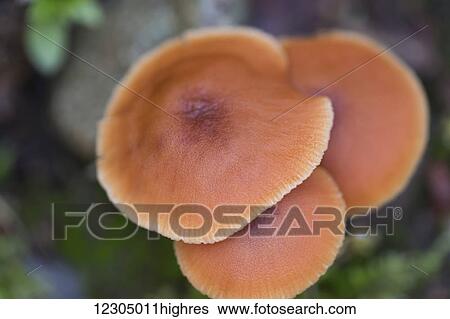 Stock Photograph - Close up of wild mushrooms (Laccaria laccata), Palmer, Southcentral Alaska. Fotosearch