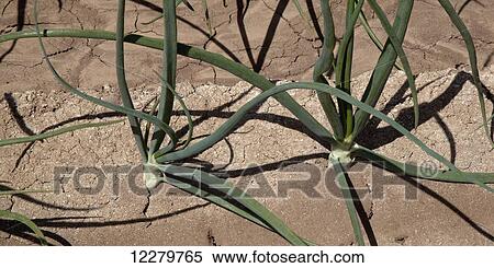 Stock Photography - Close up view of a row of maturing white onions in the Coachella Valley; Coachella, California, United States of America. Fotosearch