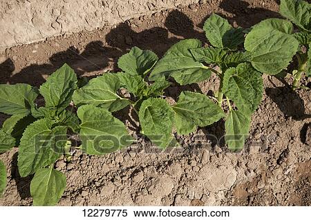 Close up view of a row of young sunflower plants growing in the Coachella Valley; Coachella, California, United States of America View Large Photo Image Stock Photography - Close up view of a row of young sunflower plants growing in the Coachella Valley; Coachella, California, United States of America. Fotosearch