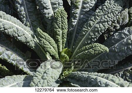 Picture - Close up view of a single mature Dragon Kale plant in a garden at Maui Tropical Plantation; Waikapu, Maui, Hawaii, United States of America. Fotosearch