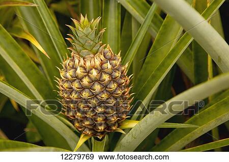 Close up view of developing pineapple as seen in a home garden, near Hilo; Island of Hawaii, Hawaii, United States of America View Large Photo Image Stock Photo - Close up view of developing pineapple as seen in a home garden, near Hilo; Island of Hawaii, Hawaii, United States of America. Fotosearch