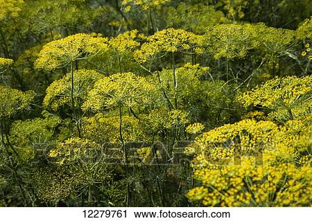 Stock Image - Close up view of flowering dill plants as seen on a commercial farm in the Coachella Valley; Coachella, California, United States of America. Fotosearch