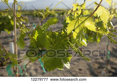 Close up view of immature, unripe white wine grapes on the vine in a vineyard in the Coachella Valley; Coachella, California, United States of America View Large Photo Image Stock Photo - Close up view of immature, unripe white wine grapes on the vine in a vineyard in the Coachella Valley; Coachella, California, United States of America. Fotosearch