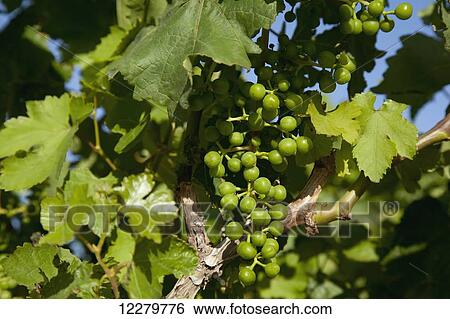 Close up view of maturing green grapes on the vine in a vineyard in the Coachella Valley; Coachella, California, United States of America View Large Photo Image Stock Photograph - Close up view of maturing green grapes on the vine in a vineyard in the Coachella Valley; Coachella, California, United States of America. Fotosearch