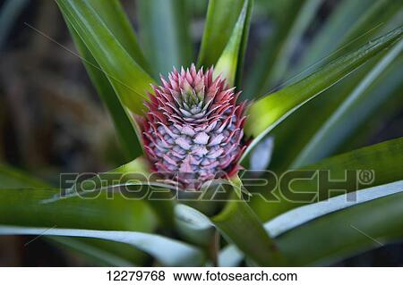 Close up view of pineapple bud as seen in a home garden, near Hilo; Island of Hawaii, Hawaii, United States of America View Large Photo Image Stock Photo - Close up view of pineapple bud as seen in a home garden, near Hilo; Island of Hawaii, Hawaii, United States of America. Fotosearch