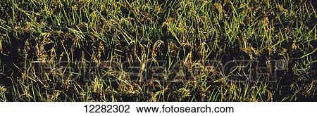 Close up view of rice paddy with mature seed heads in mid-summer; Hickory Plains, Arkansas, United States of America View Large Photo Image Stock Image - Close up view of rice paddy with mature seed heads in mid-summer; Hickory Plains, Arkansas, United States of America. Fotosearch