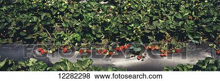 Stock Photo - Close up view of rows of strawberry plants with ripe and unripe berries on black plastic, Salinas Valley; Salinas, California, United States of America. Fotosearch