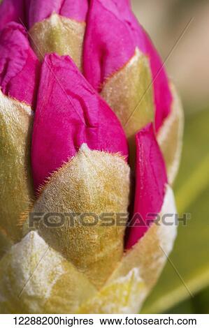 Closeup of rhododendron flower bud, Kodiak, Alaska, spring View Large Photo Image Stock Photograph - Closeup of rhododendron flower bud, Kodiak, Alaska, spring. Fotosearch