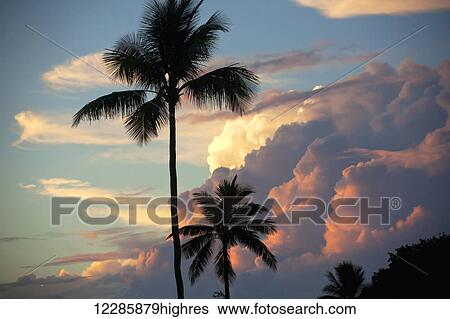 Stock Photograph - Clouds glowing at sunset and palm trees; Maui, Hawaii, United States of America. Fotosearch