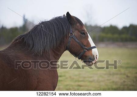 Picture - Clydesdale, The Mane Intent Equestrian Centre; Keane, Ontario, Canada. Fotosearch