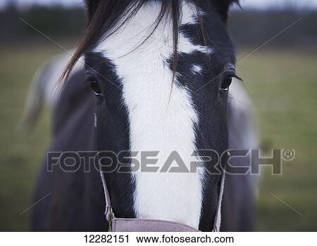 Stock Image - Clydesdale, The Mane Intent Equestrian Centre; Keane, Ontario, Canada. Fotosearch