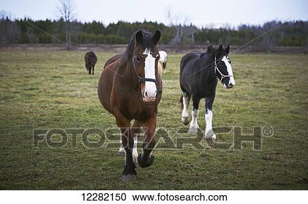 Clydesdales, The Mane Intent Equestrian Centre; Keane, Ontario, Canada View Large Photo Image Stock Image - Clydesdales, The Mane Intent Equestrian Centre; Keane, Ontario, Canada. Fotosearch