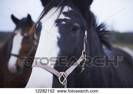 Stock Image - Clydesdales, The Mane Intent Equestrian Centre; Keane, Ontario, Canada. Fotosearch