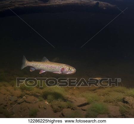 Coastal Cutthroat Trout (Oncorhynchus clarkii clarkii), adult and fry, downstream of a beaver dam during spring, Alaska View Large Photo Image Stock Photograph - Coastal Cutthroat Trout (Oncorhynchus clarkii clarkii), adult and fry, downstream of a beaver dam during spring, Alaska. Fotosearch