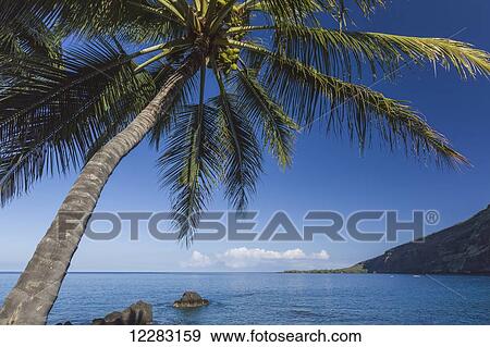 Stock Photo - Coconut Palm (Cocos nucifera) on Kealakekua Bay with view of Captain Cook Monument; Kona, Hawaii, Island of Hawaii, United States of America. Fotosearch