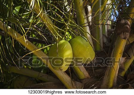 Stock Photograph - Coconuts on tree; Playa del Carmen, Quintana Roo, Mexico. Fotosearch