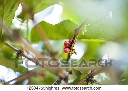 Stock Photograph - Coffee cherries on the tree, ready to be harvested; Sumatra, Indonesia. Fotosearch