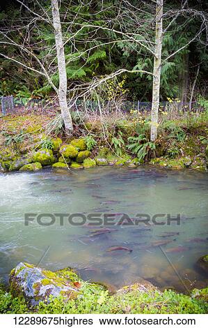 Stock Photograph - Coho coming up river into the fishery; Chilliwack, British Columbia, Canada. Fotosearch