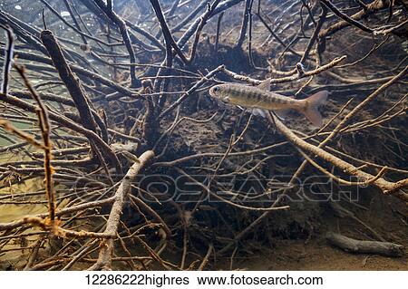 Stock Photograph - Coho Salmon (Oncorhynchus kisutch) fry near a submerged rootwad in an Alaskan stream during spring.. Fotosearch