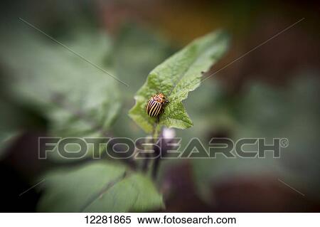 Stock Photography - Colorado Potato beetle (Leptinotarsa decemlineata) on a leaf; Fallston, Maryland, United States of America. Fotosearch