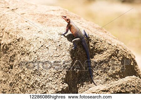 Stock Photograph - Colourful male Rock Agama (Agama agama) lizard perched on rock, Serengeti National Park; Tanzania. Fotosearch