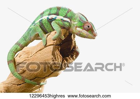 Colourful Panther Chameleon (Furcifer pardalis) on a white background; St. Albert, Alberta, Canada View Large Photo Image Stock Photograph - Colourful Panther Chameleon (Furcifer pardalis) on a white background; St. Albert, Alberta, Canada. Fotosearch