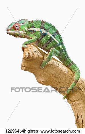 Stock Photograph - Colourful Panther Chameleon (Furcifer pardalis) on a white background; St. Albert, Alberta, Canada. Fotosearch