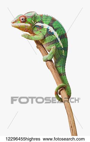 Stock Photograph - Colourful Panther Chameleon (Furcifer pardalis) on a white background; St. Albert, Alberta, Canada. Fotosearch
