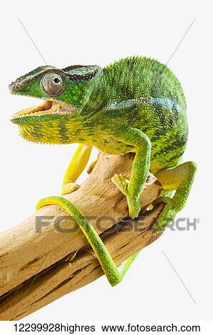 Stock Photograph - Colourful Panther Chameleon (Furcifer pardalis) on a white background; St. Albert, Alberta, Canada. Fotosearch