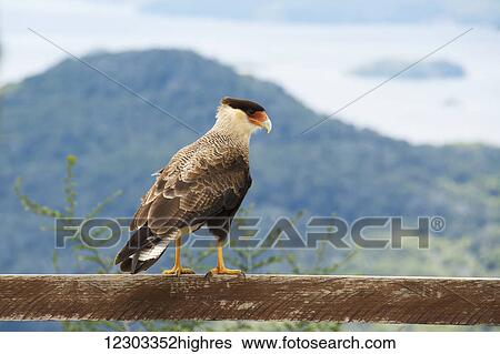 Stock Photograph - Colourful raptor on a wooden handrail overlooking a mountain lake; Bariloche, Argentina. Fotosearch