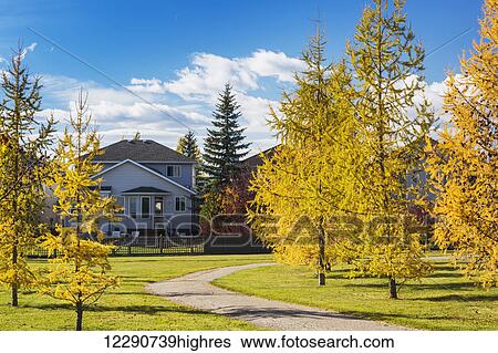 Stock Photograph - Colourful trees in autumn in a neighbourhood park with pathway surrounded by houses and blue sky and clouds; Calgary, Alberta, Canada. Fotosearch