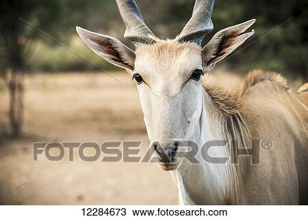 Commercial game farm, Common Eland (Taurotragus oryx); Koes, Namibia View Large Photo Image Stock Image - Commercial game farm, Common Eland (Taurotragus oryx); Koes, Namibia. Fotosearch