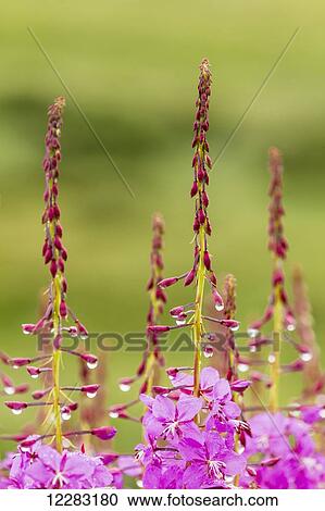 Common Fireweed (Epilobium augustifolium) lines the Denali Park Road at Sable Pass in Denali National Park in Interior Alaska, Summer. View Large Photo Image Stock Image - Common Fireweed (Epilobium augustifolium) lines the Denali Park Road at Sable Pass in Denali National Park in Interior Alaska, Summer.. Fotosearch