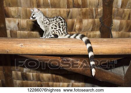 Stock Photograph - Common Genet (Genetta genetta) perched in rafters at Ndutu Safari Lodge, Ngorongoro Crater Conservation Area; Tanzania. Fotosearch