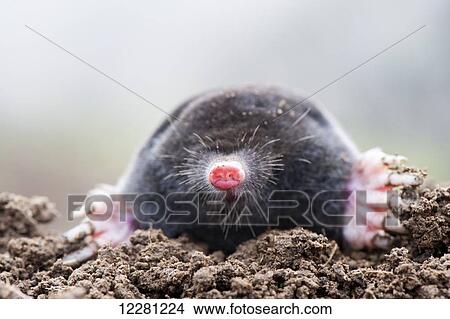 Picture - Common mole (Talpa europaea) above ground, showing strong front feet used for digging runs underground; United Kingdom. Fotosearch