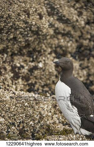 Stock Photograph - Common mure on barnacle-covered rock in Kukak Bay, Katmai National Park & Preserve, Alaska.. Fotosearch