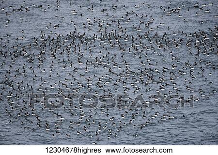 Stock Photograph - Common Murres (Uria aalge) swim at sea; Newport, Oregon, United States of America. Fotosearch