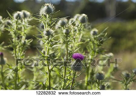 Common thistle (Cirisium vulgare) along road near Kamuela, Hawaii, United States of America View Large Photo Image Stock Image - Common thistle (Cirisium vulgare) along road near Kamuela, Hawaii, United States of America. Fotosearch