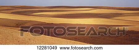 Stock Photo - Contour fields with stripes of ploughed earth and cut grain are shown with a blue sky in the background; Palouse, Washington, United States of America. Fotosearch