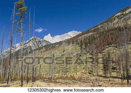 Stock Photograph - Controlled burn along Lake Louise-Banff highway; Banff, Alberta, Canada. Fotosearch