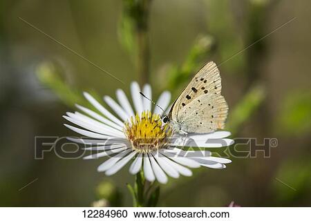 Copper Butterfly (Lycaenidae) seeks nectar from aster blossoms; Astoria, Oregon, United States of America View Large Photo Image Stock Image - Copper Butterfly (Lycaenidae) seeks nectar from aster blossoms; Astoria, Oregon, United States of America. Fotosearch