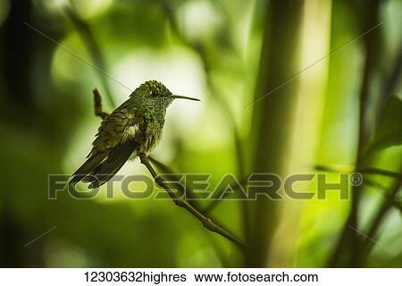 Stock Photograph - Copper-rumped hummingbird (Amazilia tobaci) perched on branch in trees; Parana, Brazil. Fotosearch