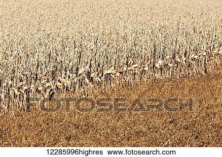 Stock Photograph - Corn and soybeans ready for harvest in Southeast Minnesota; Byron, Minnesota, United States of America. Fotosearch