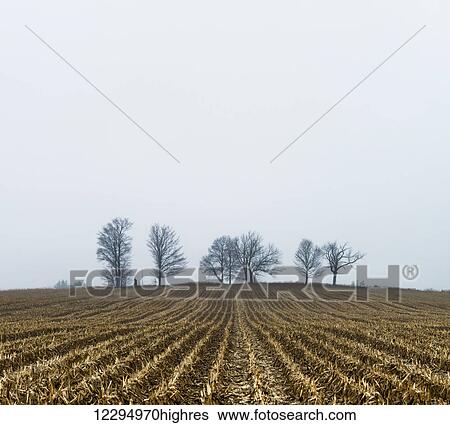 Stock Photograph - Corn field in winter; Ontario, Canada. Fotosearch