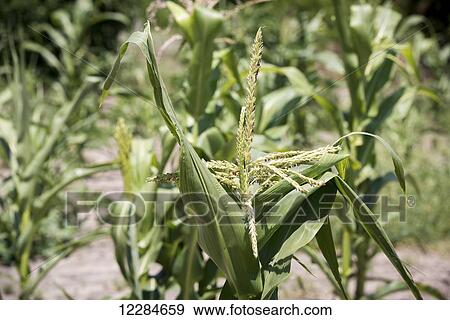 Stock Photo - Corn plant growing; Maun, Botswana. Fotosearch