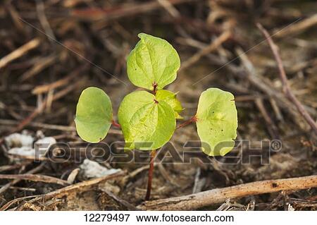 Stock Photo - Cotton seedling, two true leaf stage, no till culture; England, Arkansas, United States of America. Fotosearch