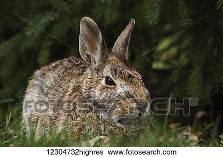 Stock Photograph - Cottontail rabbit (Sylvilagus floridanus); Les Cedres, Quebec, Canada. Fotosearch