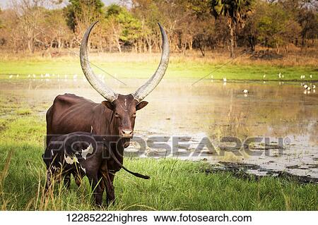 Stock Photograph - Cow and it's calf standing by a pond; Uganda. Fotosearch