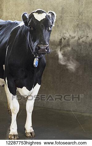 Cow stands backlit in the milking parlour just after milking; Dewdney, British Columbia, Canada View Large Photo Image Stock Photograph - Cow stands backlit in the milking parlour just after milking; Dewdney, British Columbia, Canada. Fotosearch